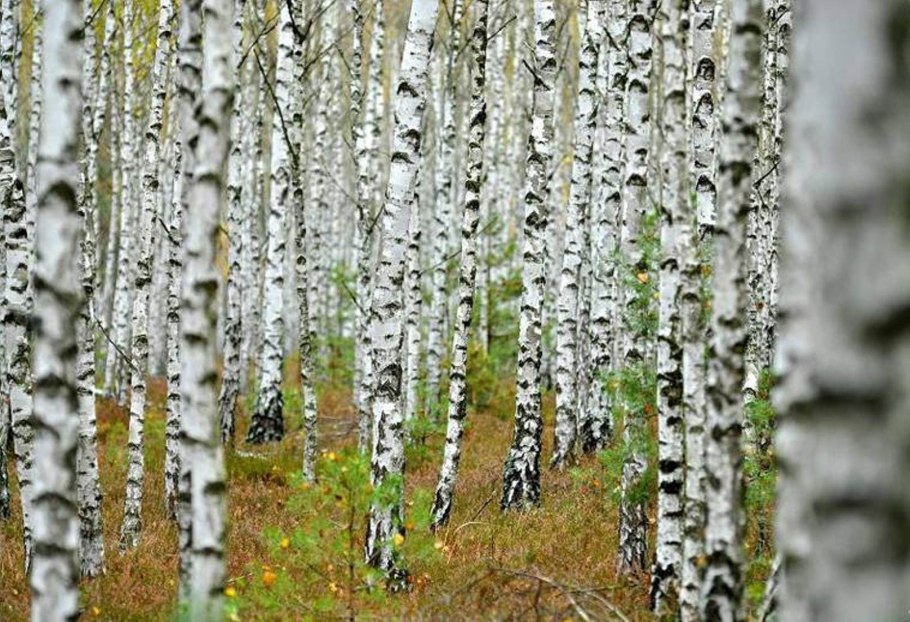 Береза ребристая Betula costata trautv.
