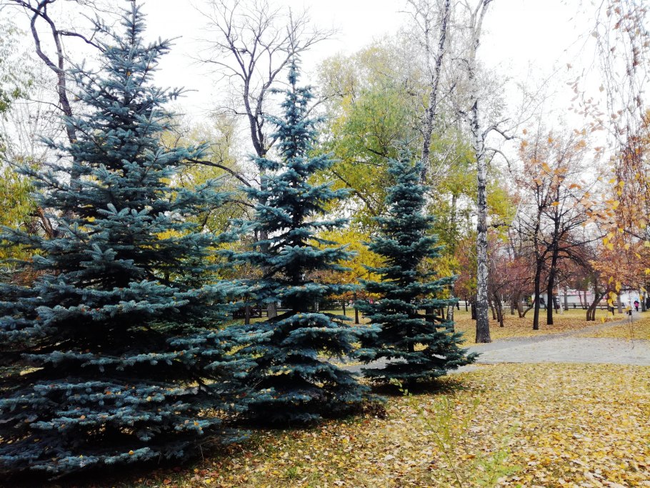 Береза повислая побег