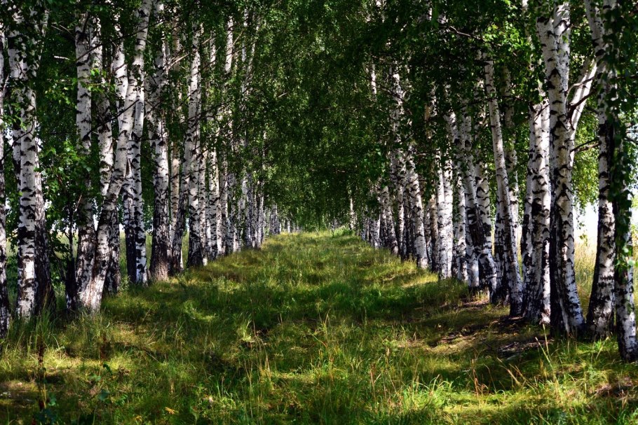 Береза повислая Пурпуреа