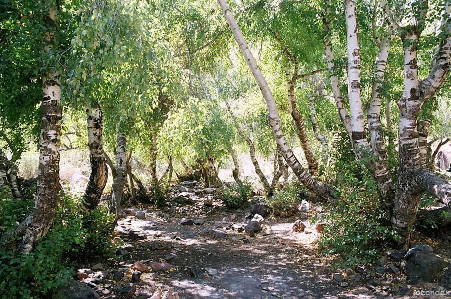 Береза Тянь Шаньская