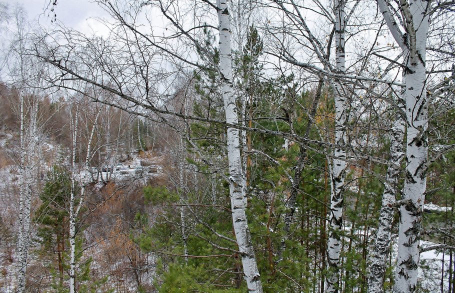Береза полезная (гималайская) Лонг транк/Betula utilis