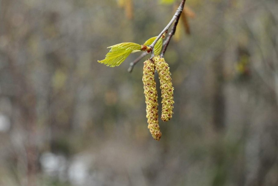 Берёза повислая серёжки