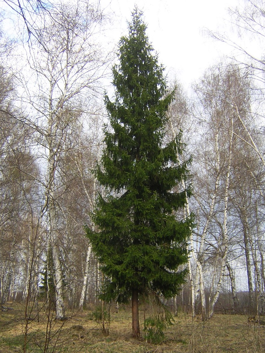 Береза весной