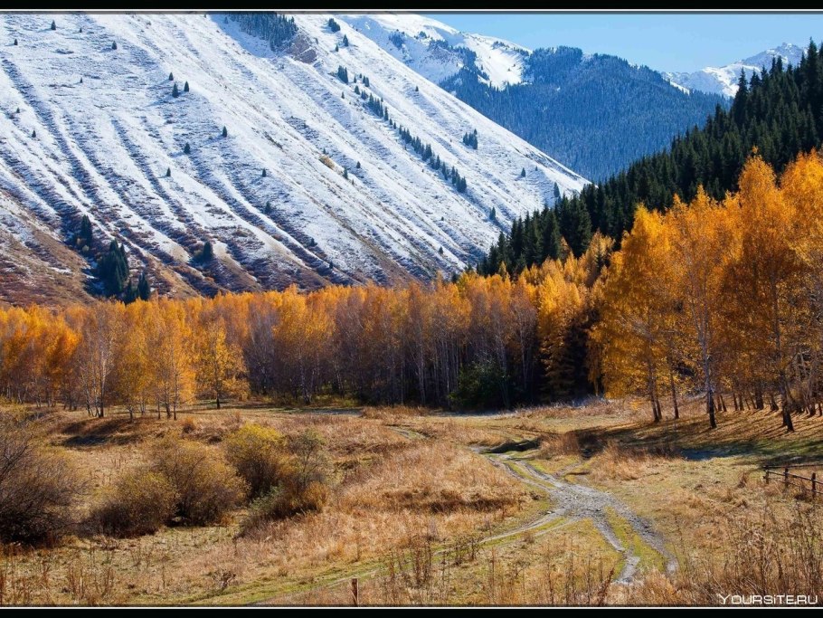 Береза местообитание