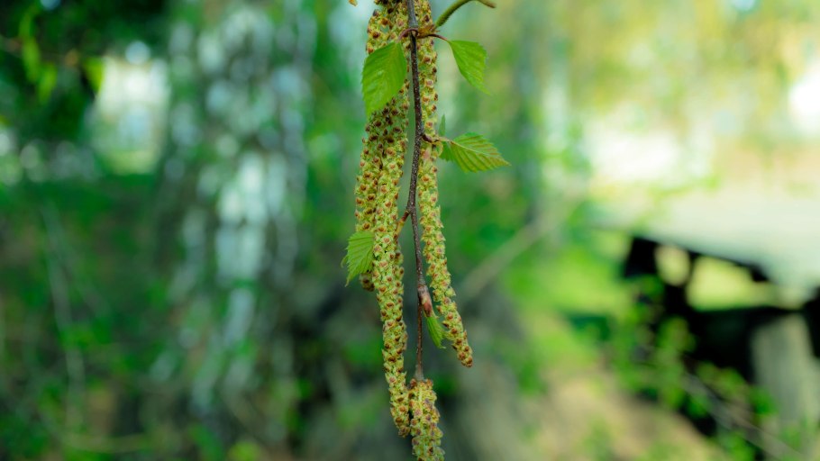 Берёза плосколистная