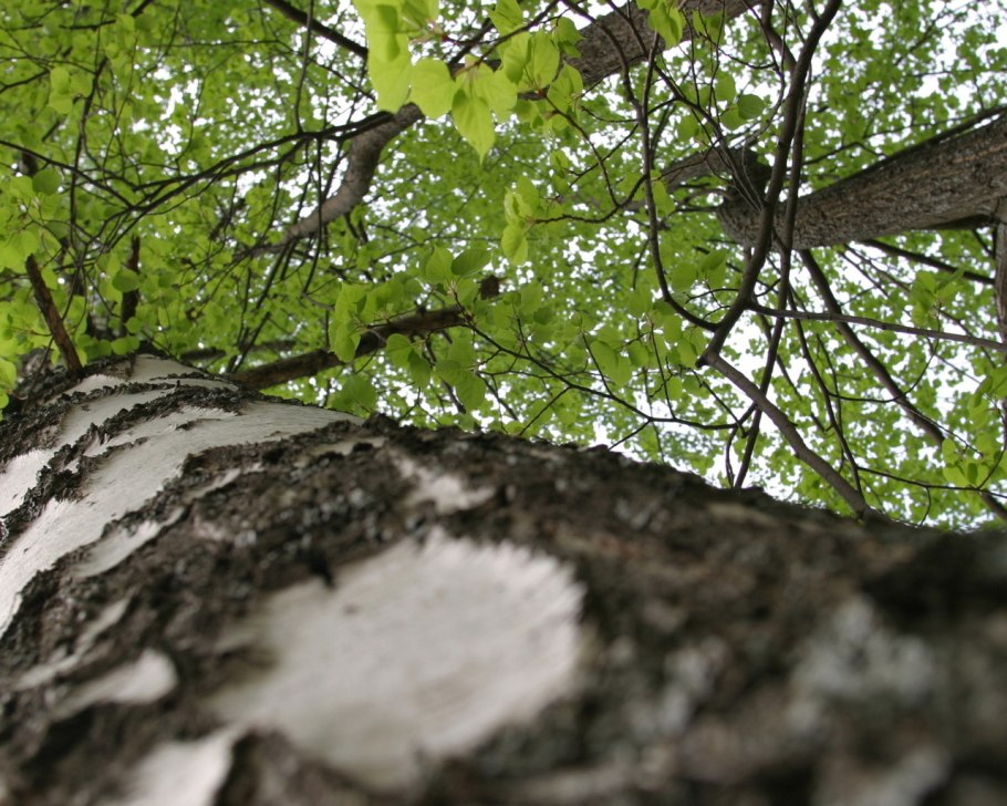 Береза Арктическая Голден Треже