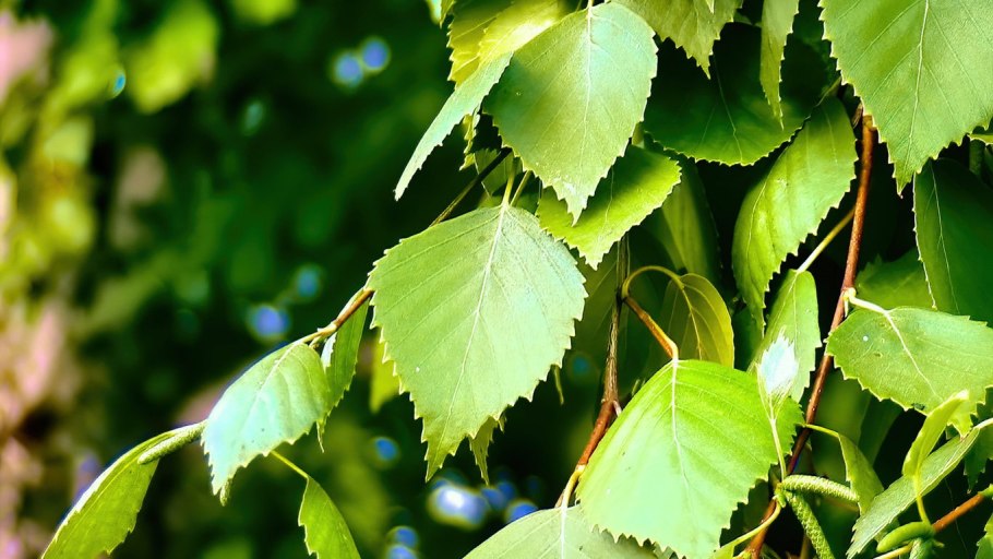 Берёза листья