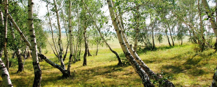 Береза шерстистая ветка