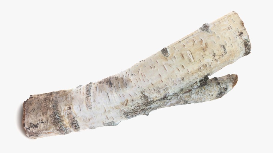 Betula ovalifolia