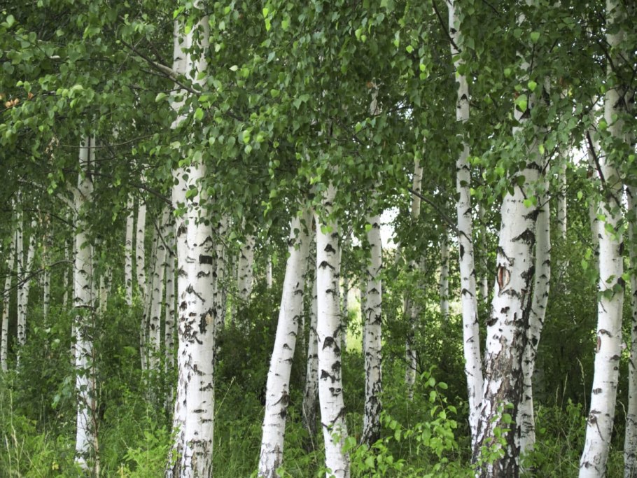 Береза betula alba