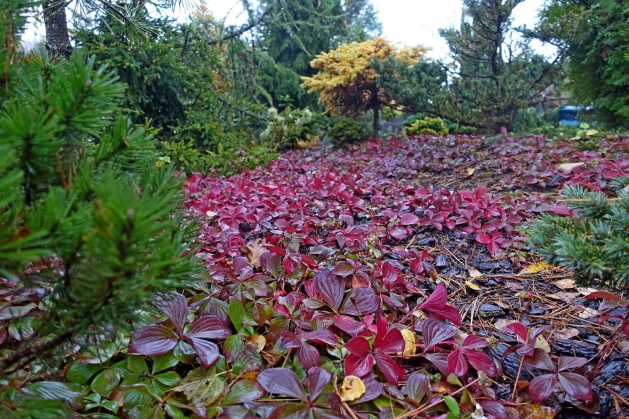 Дёрен канадский стелющийся