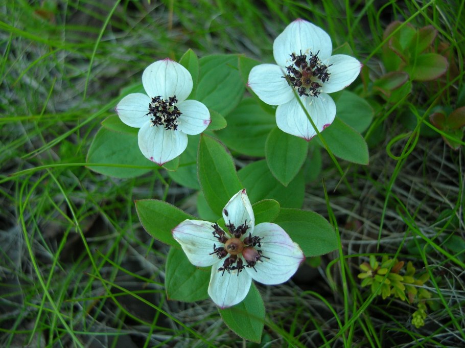 Лапландский заповедник Флора