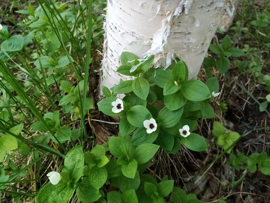 Cornus suecica дерен шведский