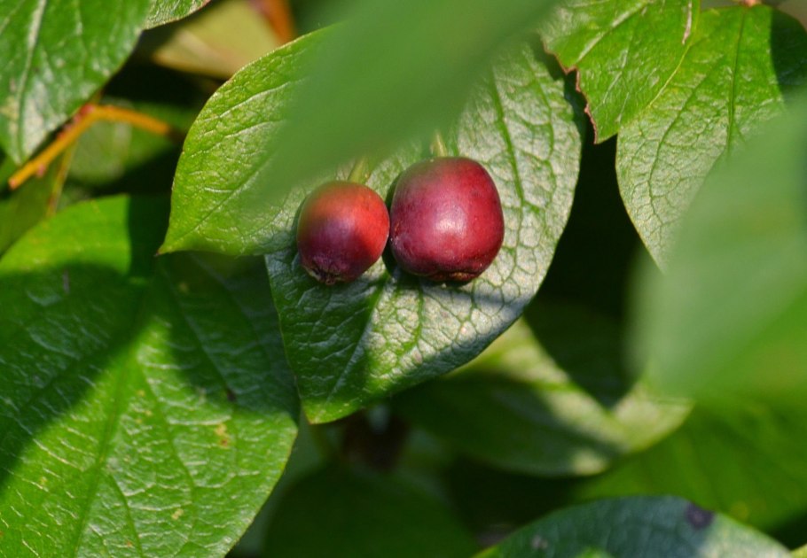 Дерен Cornus canadensis