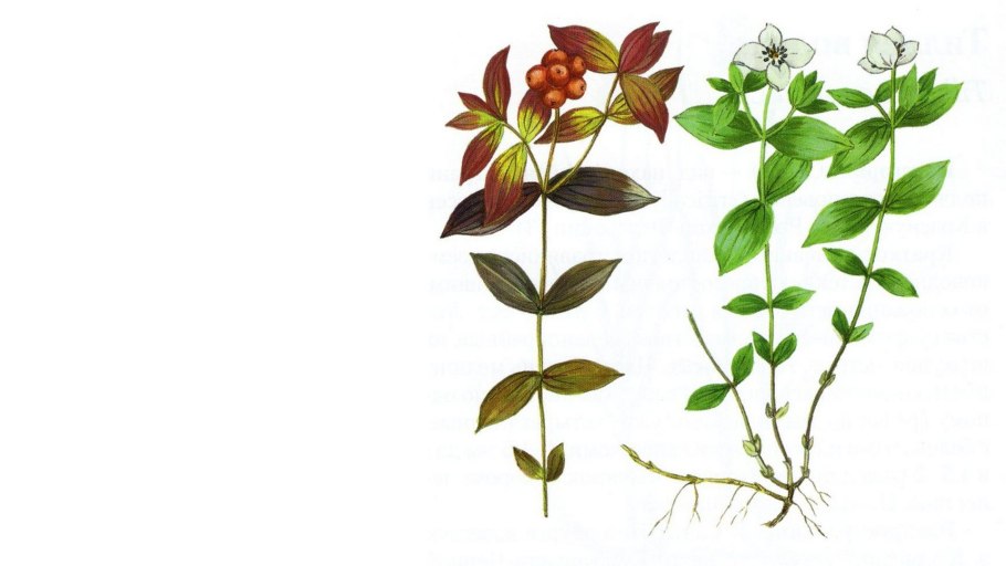 Дерен белый листья