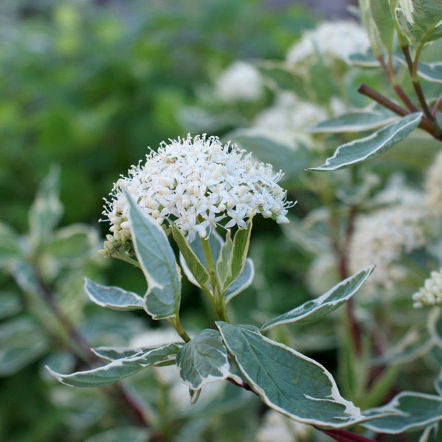 Cornus Alba Argenteomarginata