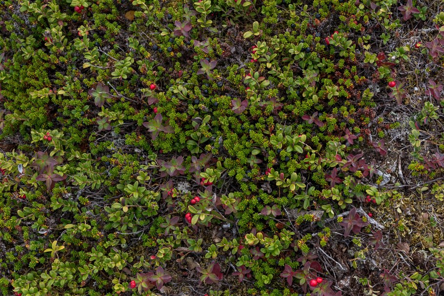 Шведский дерен ягода