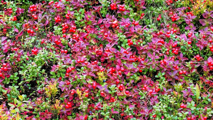 Дерен канадский ягоды