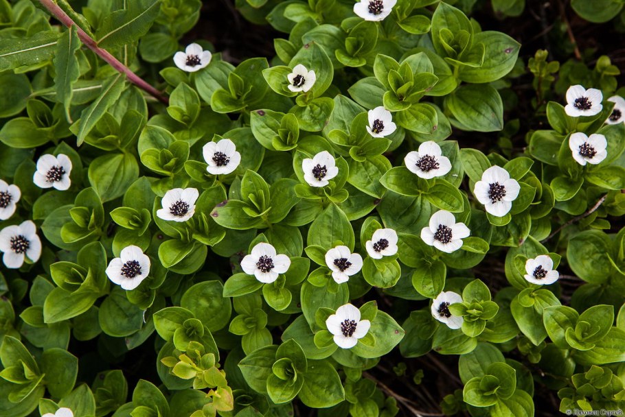 Дёрен шведский (Chamaepericlymenum suecicum) Википедия