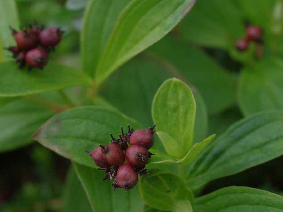 Шведского дёрна (Chamaepericlymenum suecicum)