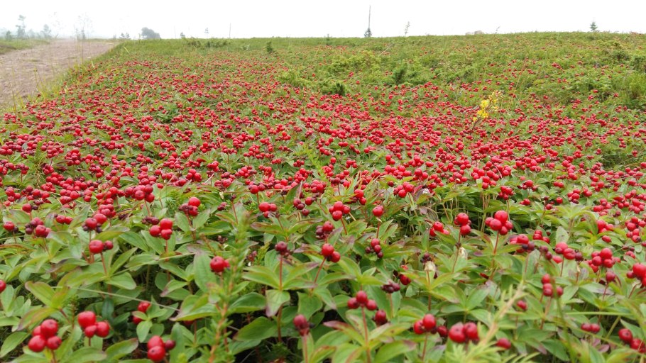 Дерен канадский ягоды