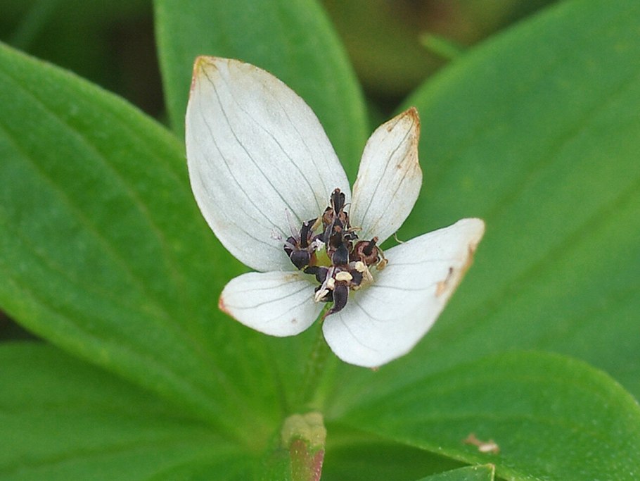 Дёрен шведский (Chamaepericlymenum suecicum) Википедия