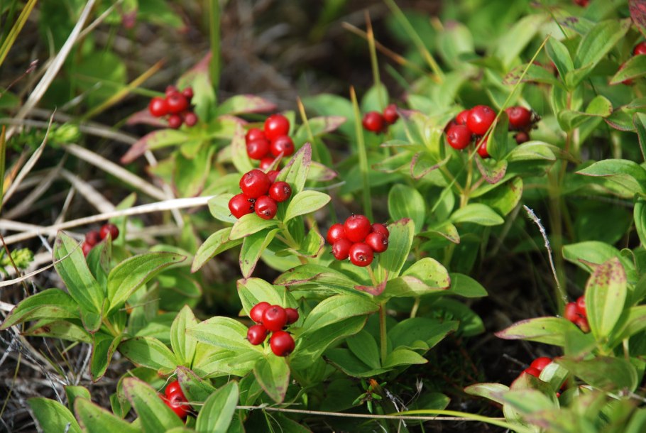 Шведский дерен ягода