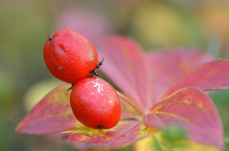 Cornus suecica