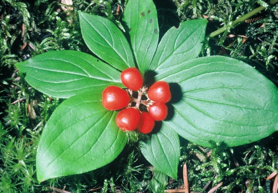Дерен Cornus canadensis