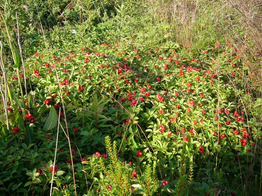 Дерен канадский Cornus suecica