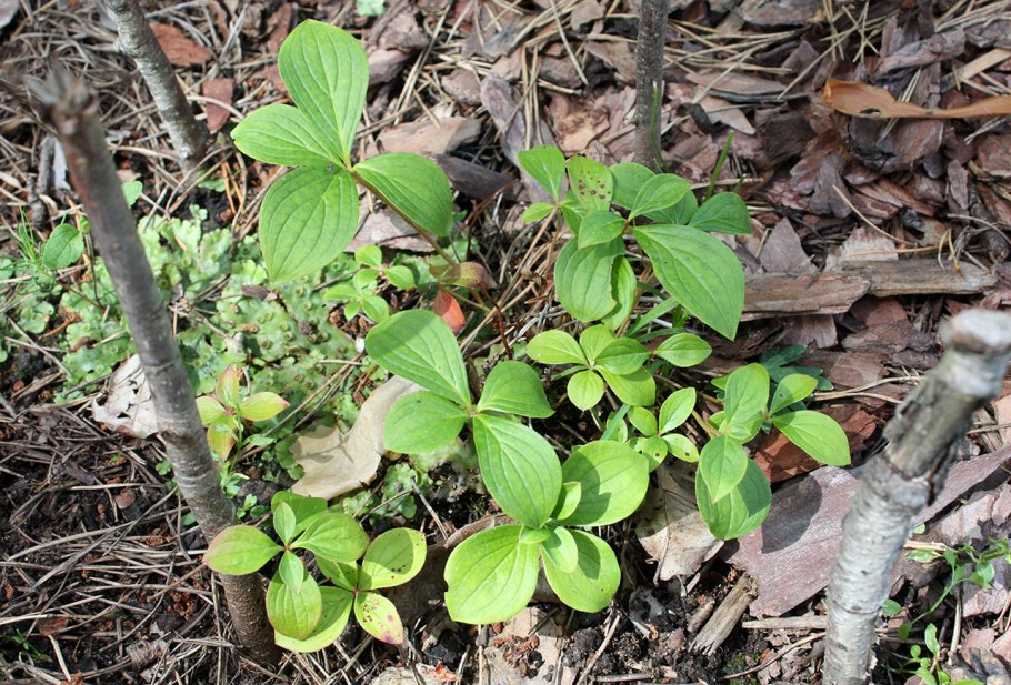 Дёрен канадский