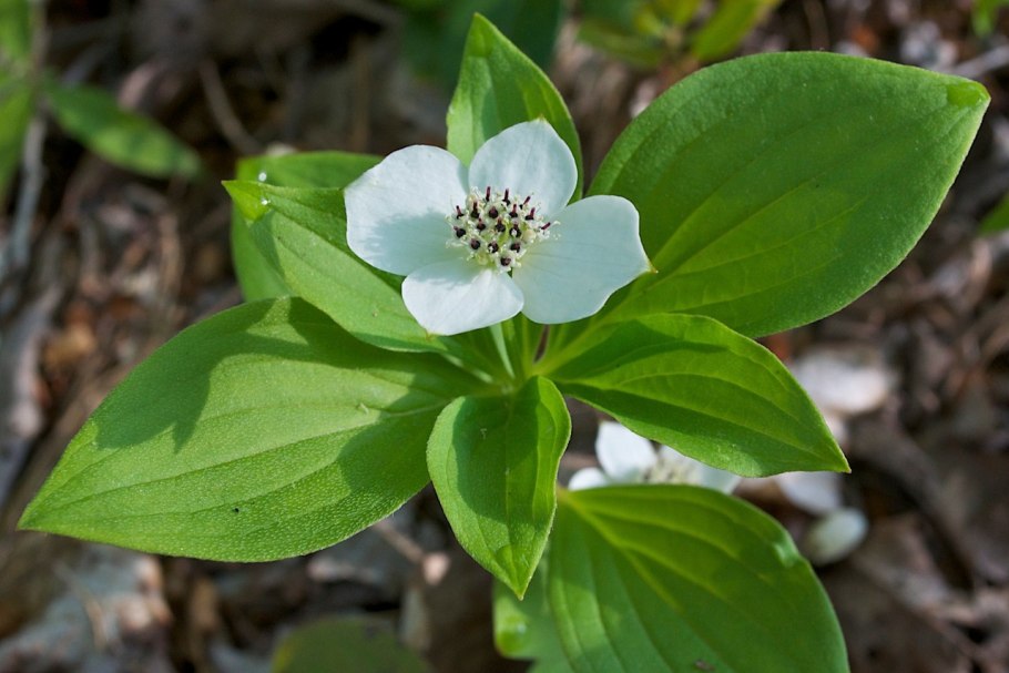 Канадский дерен (Cornus Cyananthus)