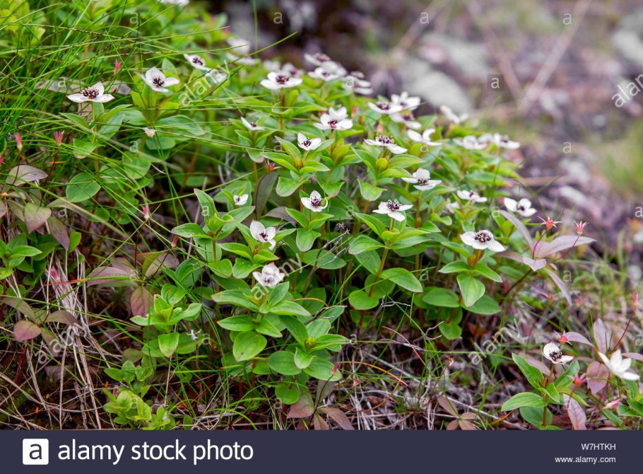 Дёрен шве́дский (лат. Cornus suecica)