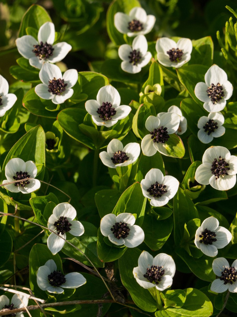 Дерен шведский Википедия