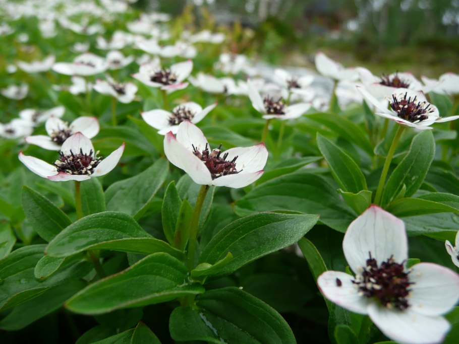 Cornus canadensis дерен канадский