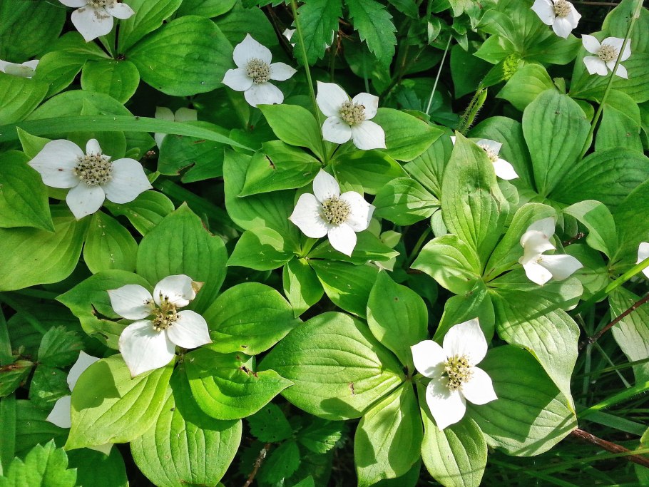 Cornus canadensis