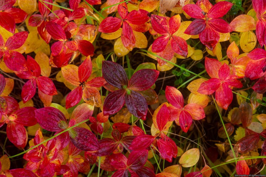 Семена Швеции