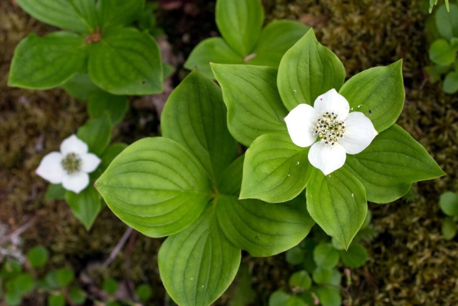 Дерен канадский (Cornus canadensis p9)