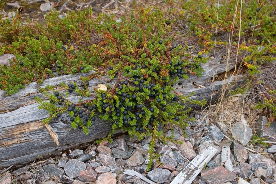 Ягоды Сахалина костяника