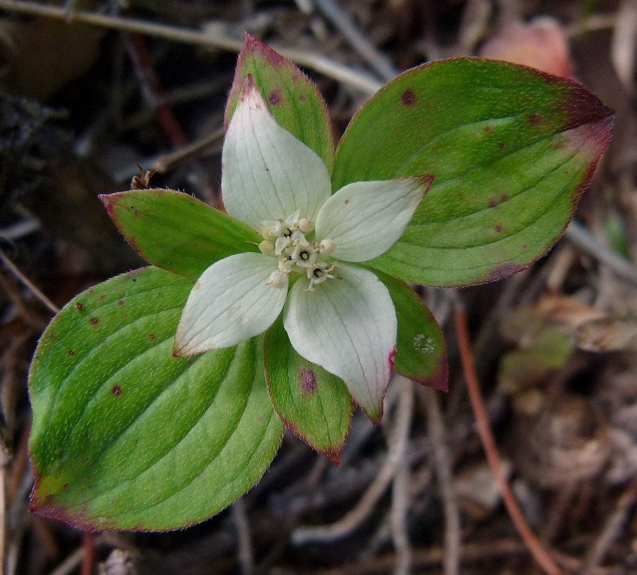 Канадский дерен (Cornus Cyananthus)