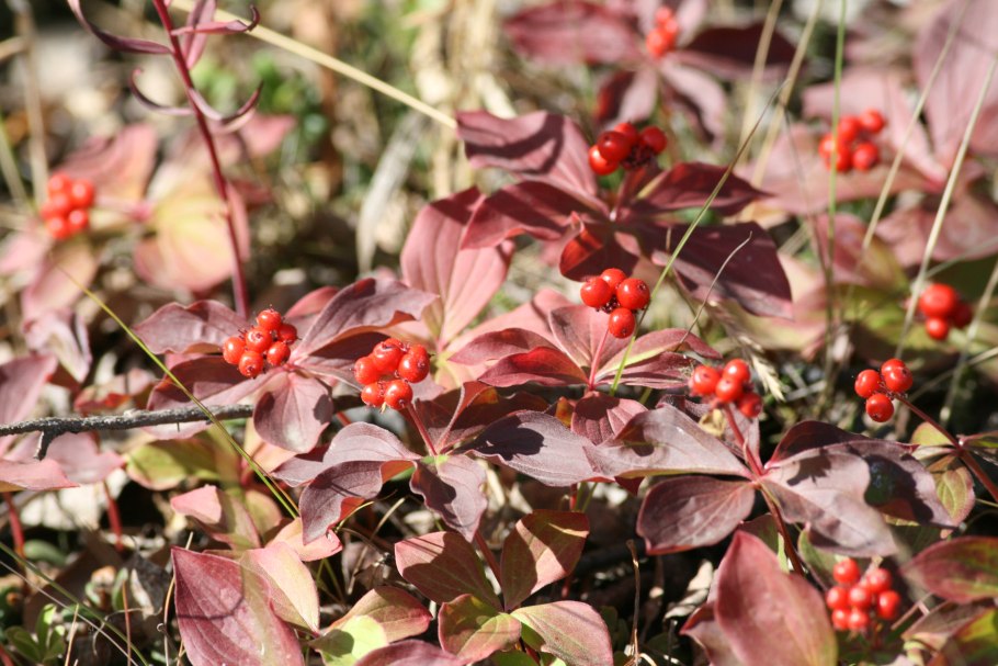 Дерен шведский ареал