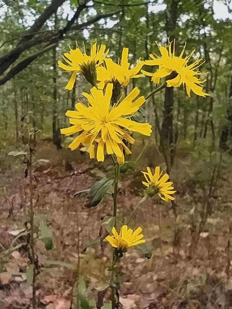 Ястребинка Путоранская Hieracium putoranicum Tupitzina