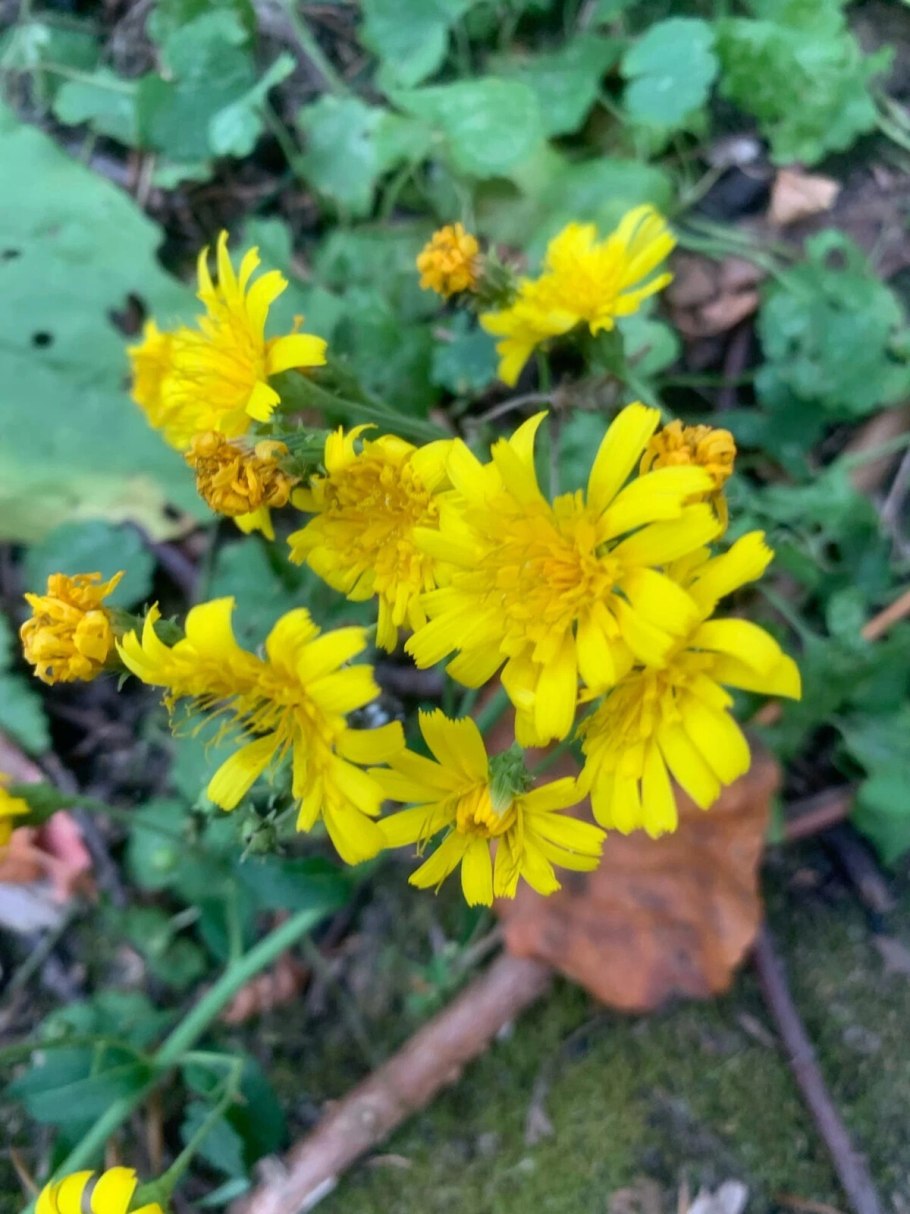 Ястребинка гладковатая