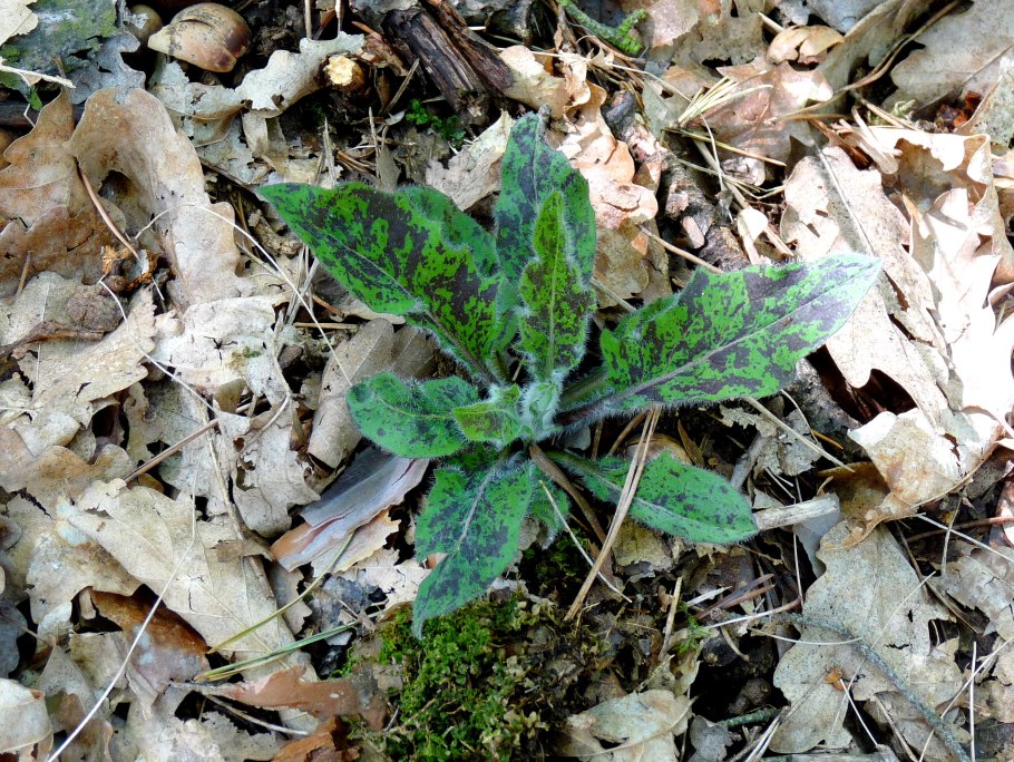 Ястребинка крапчатая леопард