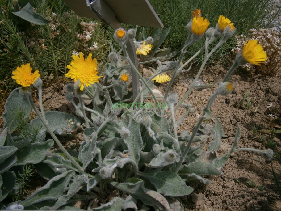 Ястребинка Альпийская