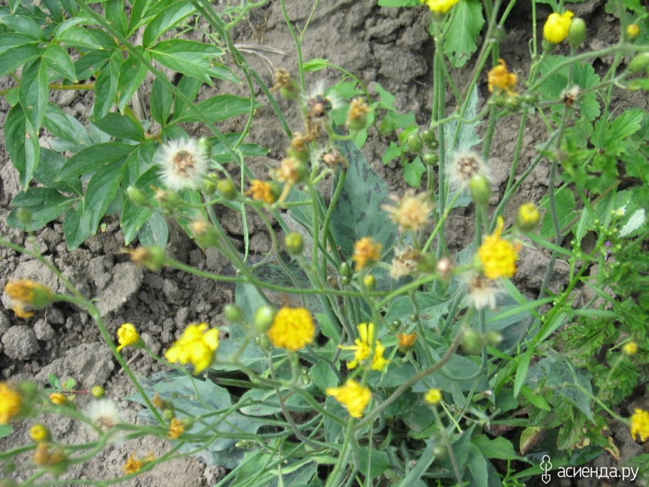 Ястребинка дернистая