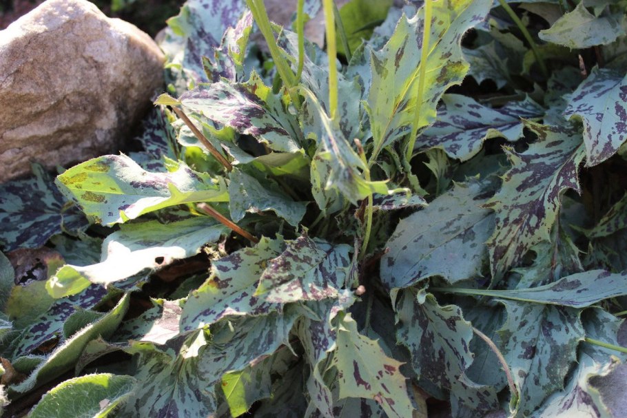 Ястребинка леопардовая