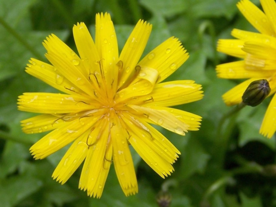 Ястребинка оранжево-красная Hieracium aurantiacum