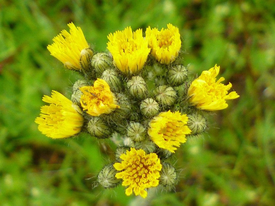 Ястребинка оранжевая (Hieracium aurantiacum)