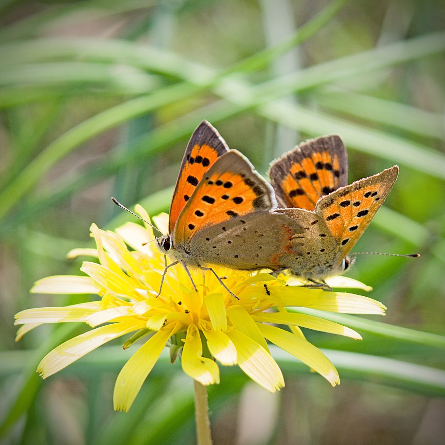 Ястребинка крапчатая